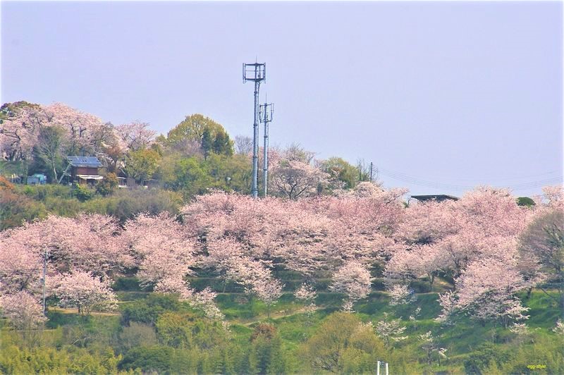 春霞の向こうで桜色に染まる日笠山