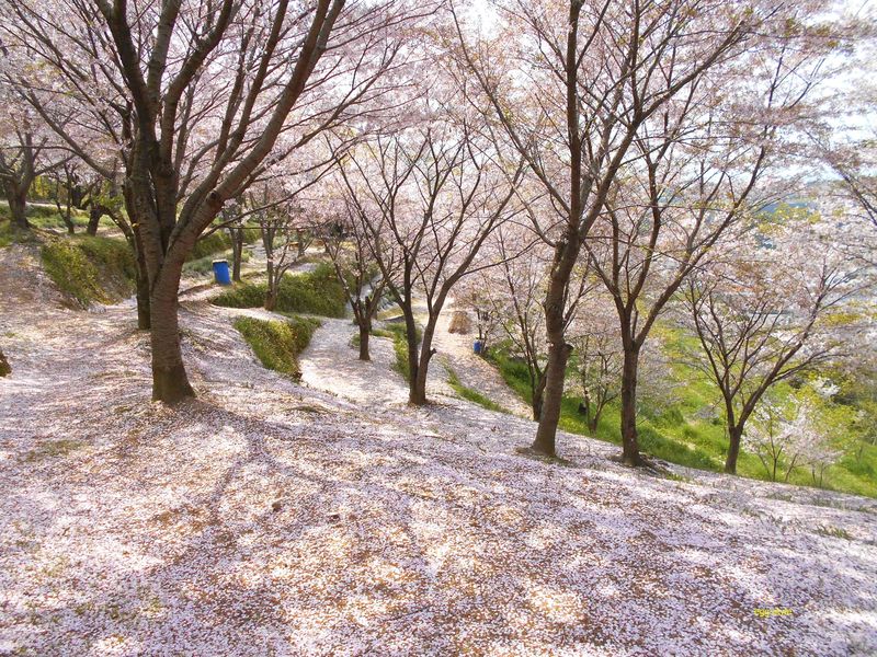 日笠山、桜の絨毯