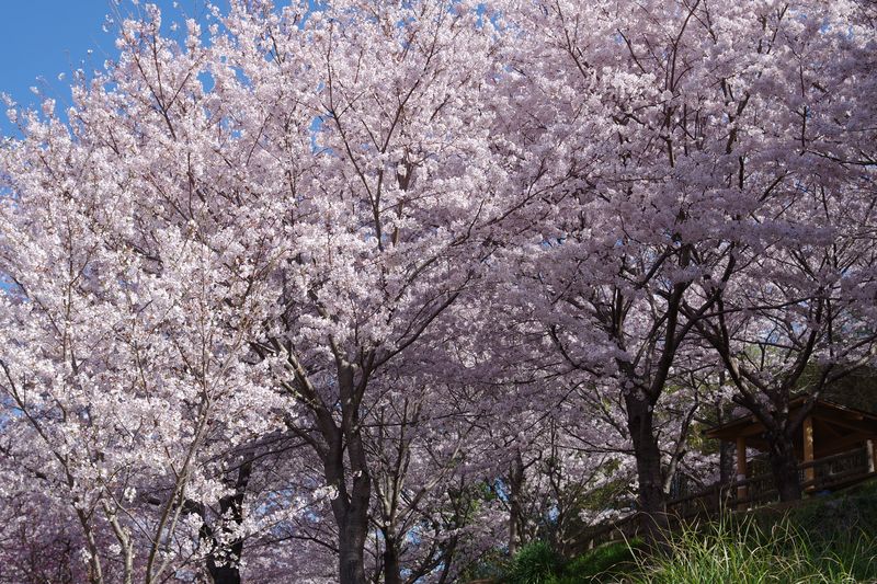 今年も満開の桜を見ることのできる幸せ