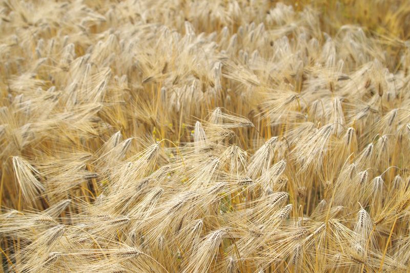 麦の種類の違いなんだろうか、それぞれの畑で色合いが少しずつ違う