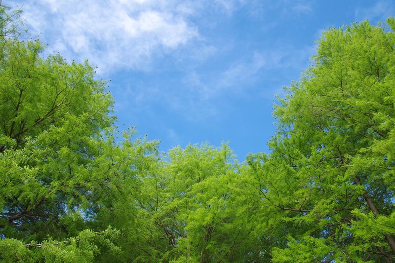 新緑に雨後の青空　気持ちの良い初夏です