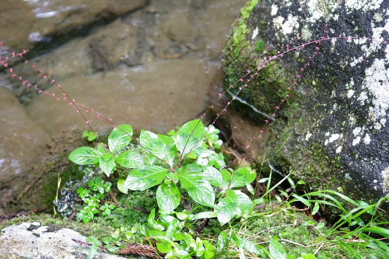 境内を流れるきれいな小川の傍らの「水引」がきれいだ