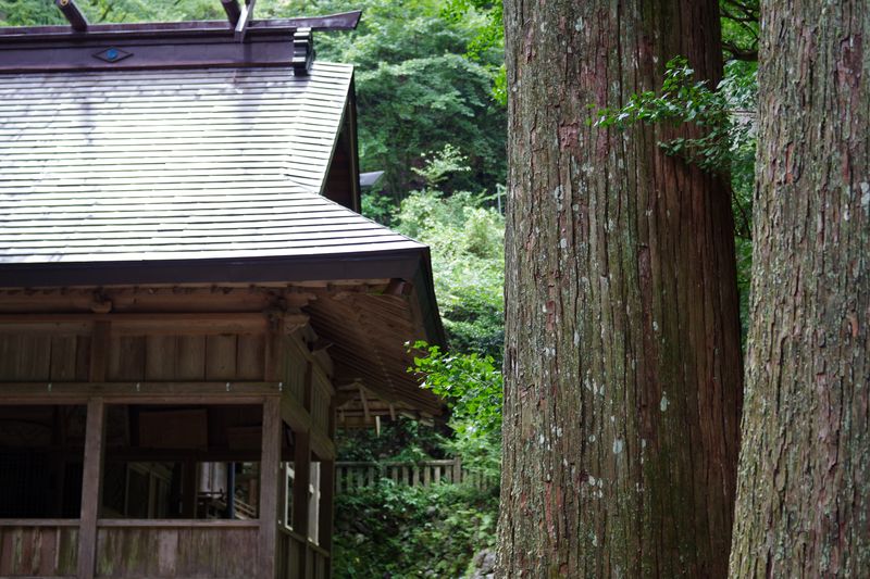 重厚な雰囲気を作り出す、杉の巨木　青玉神社