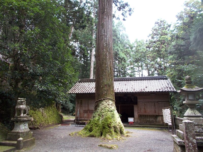 樹齢は800年以上と言われている　いつから苔がみっちりと付いたものか