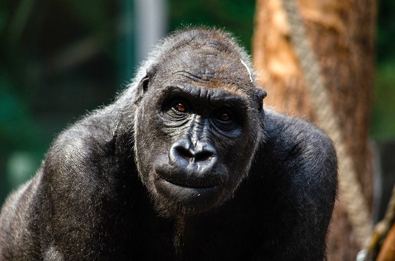byPixabay　gorilla-g1df37e5fa　哺乳類は白目があるが露出していない　立派な顔だ