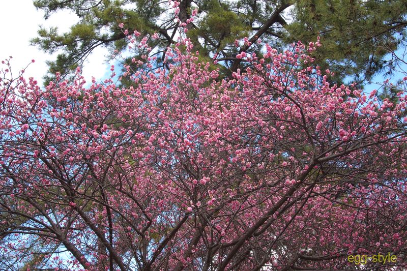 2/24 境内の奥は、松の木と競うように大きな梅の木もあり、見上げる花のきれいさ