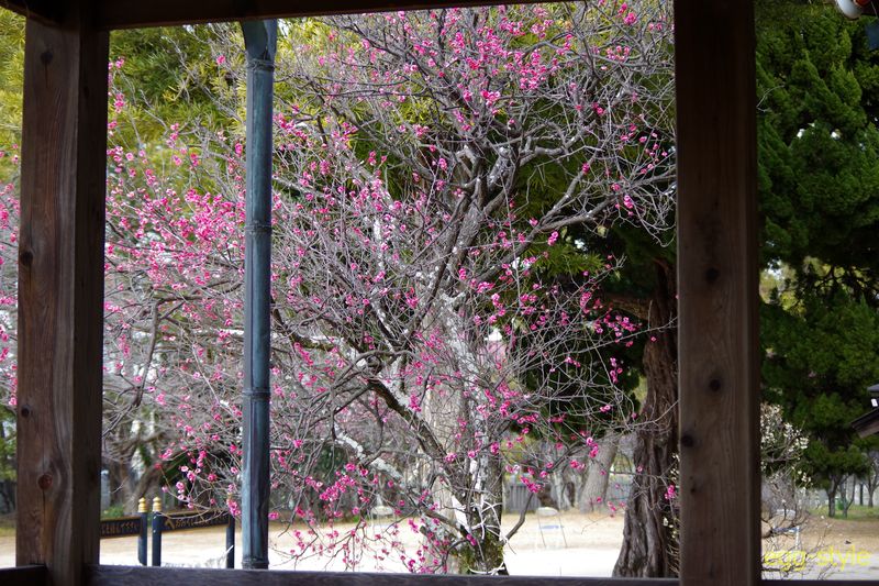 2/24 境内でお気に入りの場所　神殿の横から向こうの梅の木