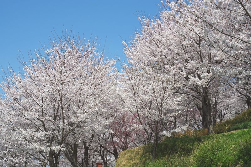 何年も何年も見ていたい日笠山の桜　来年もどうぞよろしくお願いします