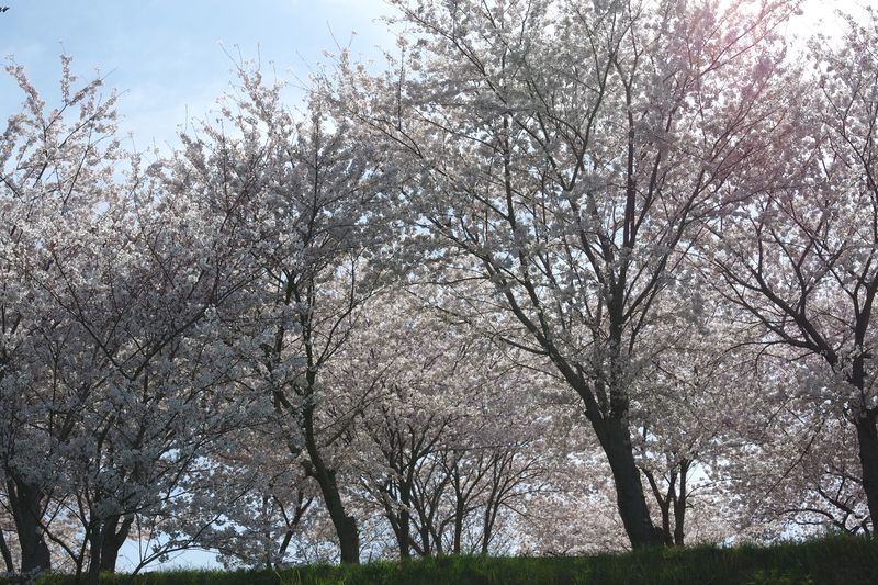 登ってきて見上げると桜の木々が、朝の逆光で鋭さを感じられる一瞬