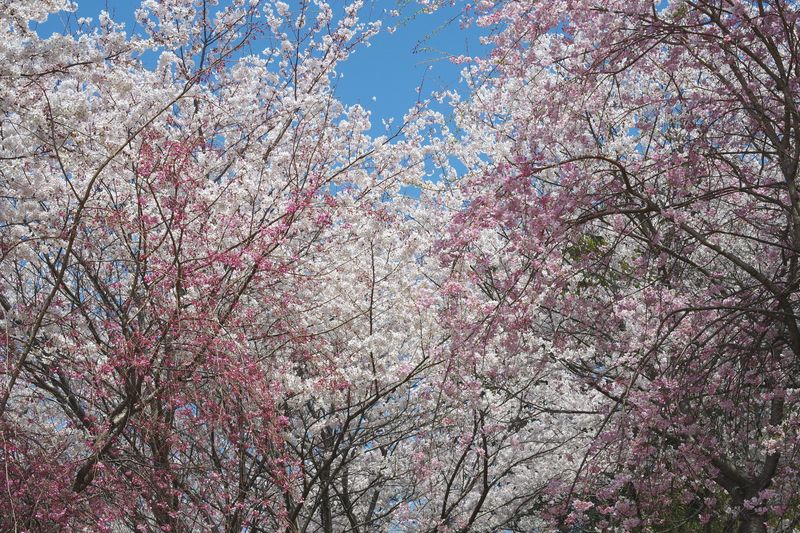 濃い色の枝垂れの桜が、濃淡の美しさを作る　あーきれいだ
