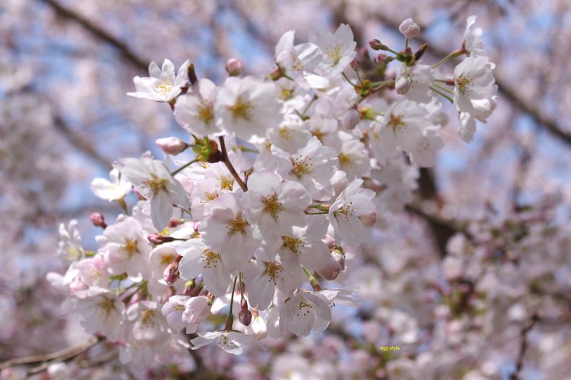 日笠山の桜も満開が近づいている　桜はきれいだ