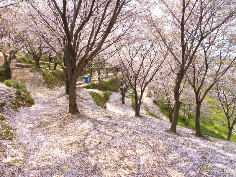 「花の塵」とは、素晴らしい表現で、この桜色の絨毯はユートピアのようだった