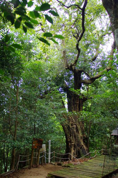池王神社のアカガシの巨樹