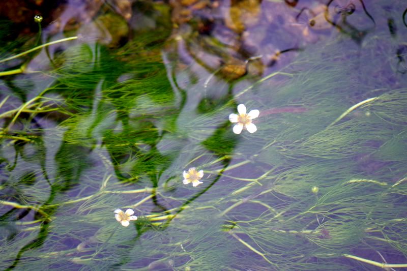 水中でこのような可憐な花を咲かせる梅花藻