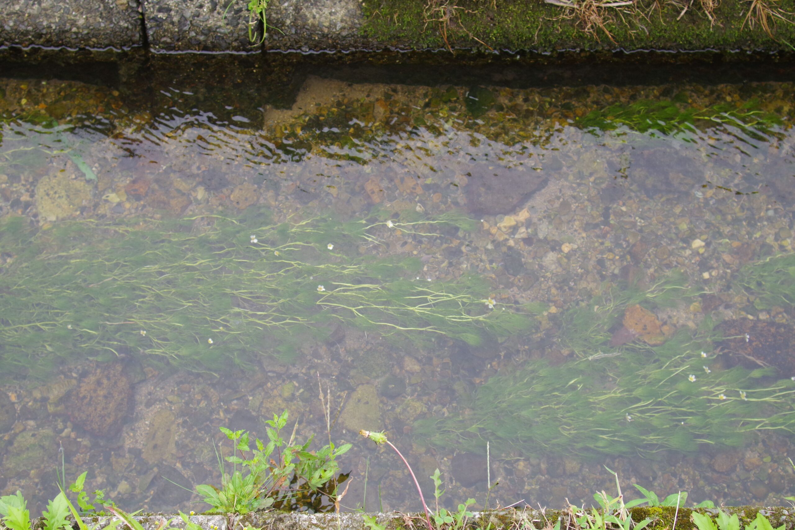 こんな細い水路にきれいな水が豊富に流れ梅花藻は生息する