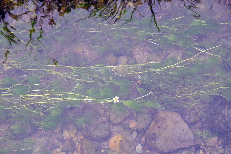 きれいで豊富な水が流れるのが　生息の条件の梅花藻