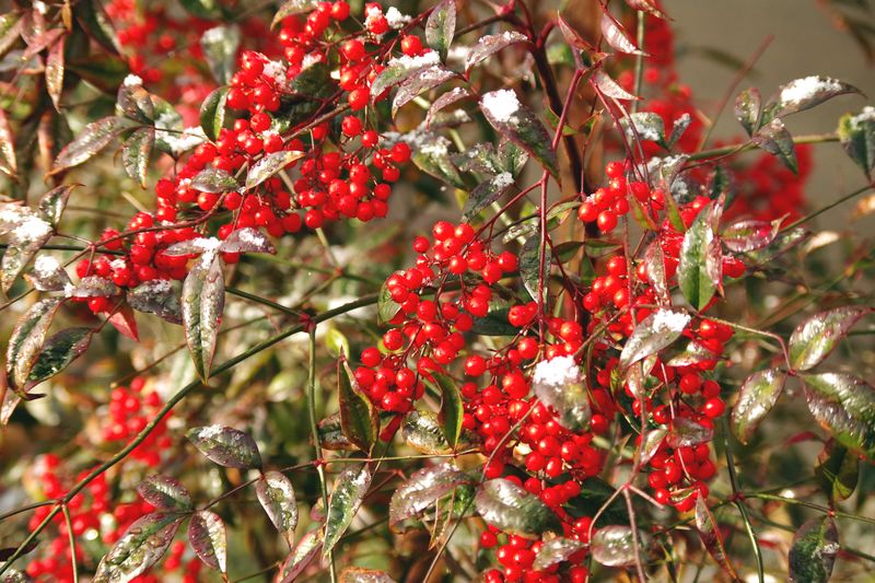 グレートーンになる冬に赤い実は、文句なしにきれいに見える