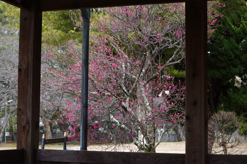 社殿の窓を拝借で、早咲きの梅。まだ三分か