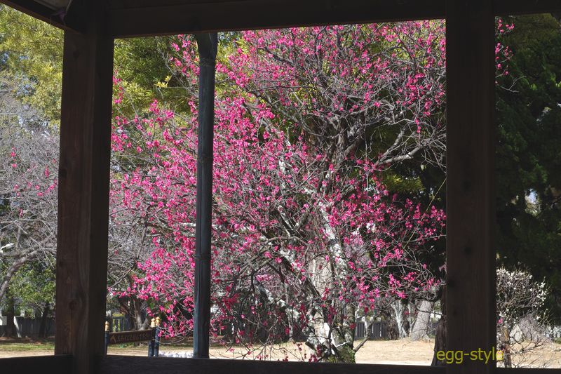 お社の窓を拝借、この梅の木のこの見え方が好きです