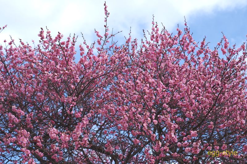 満開に近い2/21 桜のような勢いを感じるがまだ2月