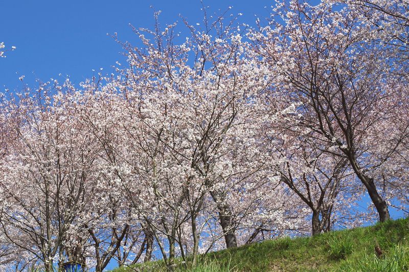 昼の光を浴びている小さな稜線桜