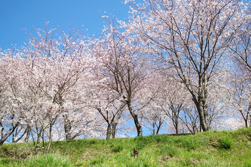 青空、桜、新緑の草の三色がきれい