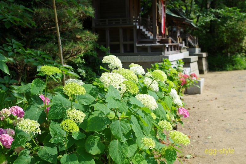 明石魚住の住吉神社の紫陽花