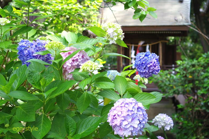 明石魚住の住吉神社の紫陽花