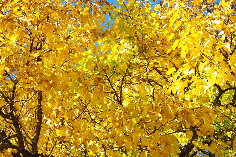 黄色の木洩れ日