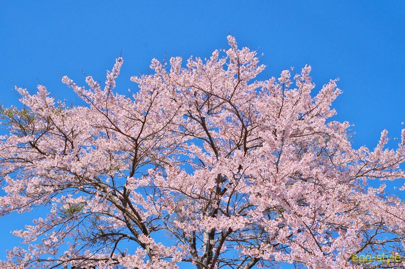 これ以上のクリアな快晴日はないだろう　見事に満開の桜