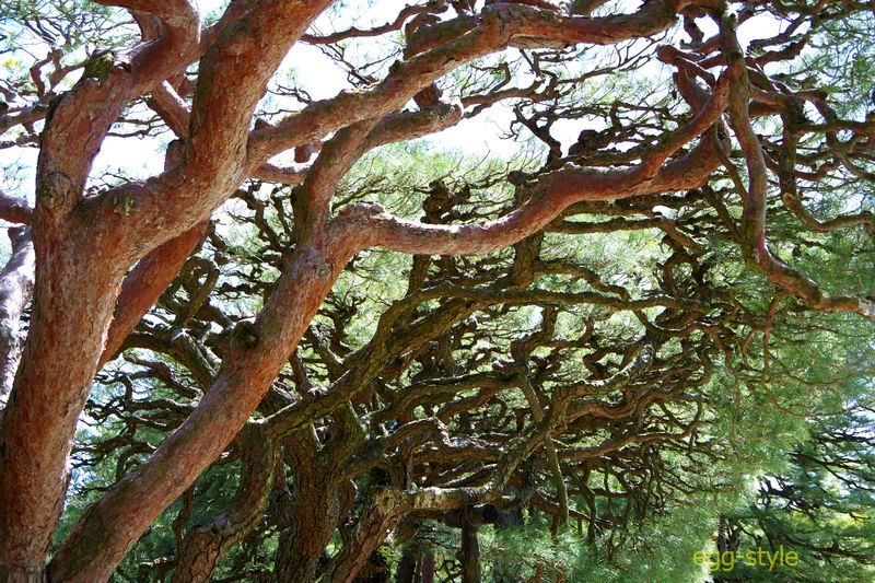 栗林公園の盆栽を大きくしたような背の松並木