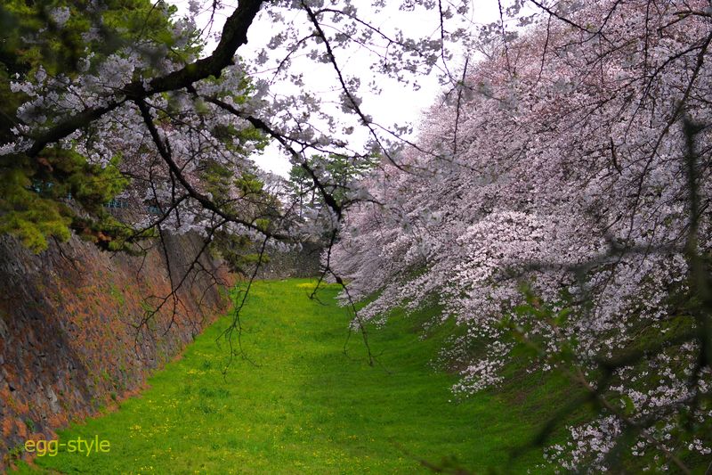 大きな広い堀を覆うような桜並木に圧倒される