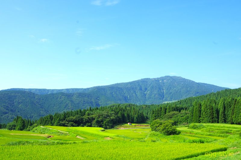 刈り入れの時期だと手前は黄金色だ