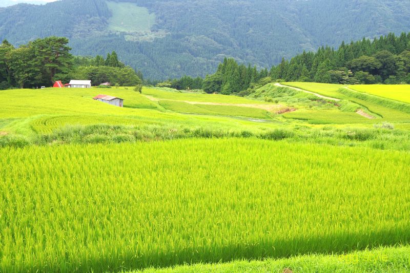 別宮の棚田　四季の色を見せてくれる