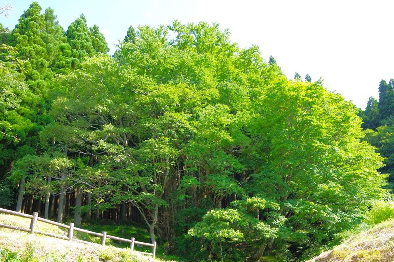 この大カツラの木の向こうから湧水が流れる　これも四季の色が出る木だ