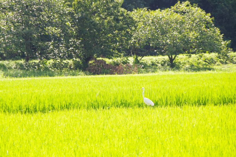 田んぼのカエルを狙うシロサギか　強い日差しが照る