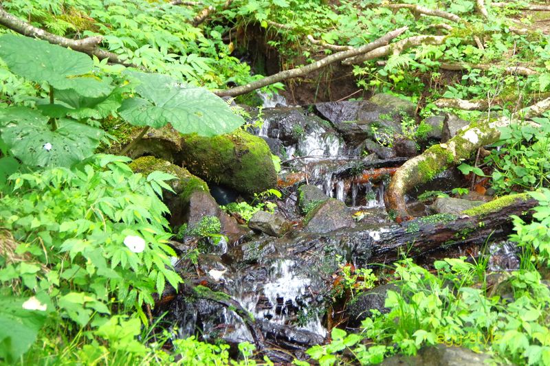 小川のように清冽な水が流れてくる湧水