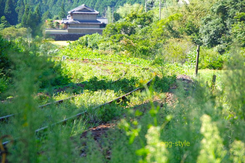 優良特急が何本も走る路線でも草に埋もれているローカルの線路