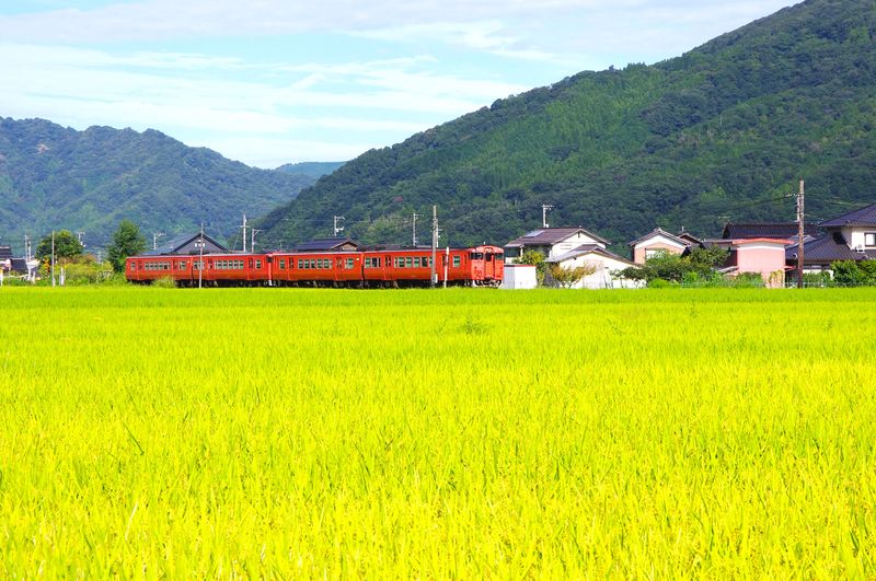 収穫前の田んぼ　1-2週間でもっと色づくでしょうが、なかなか難しい