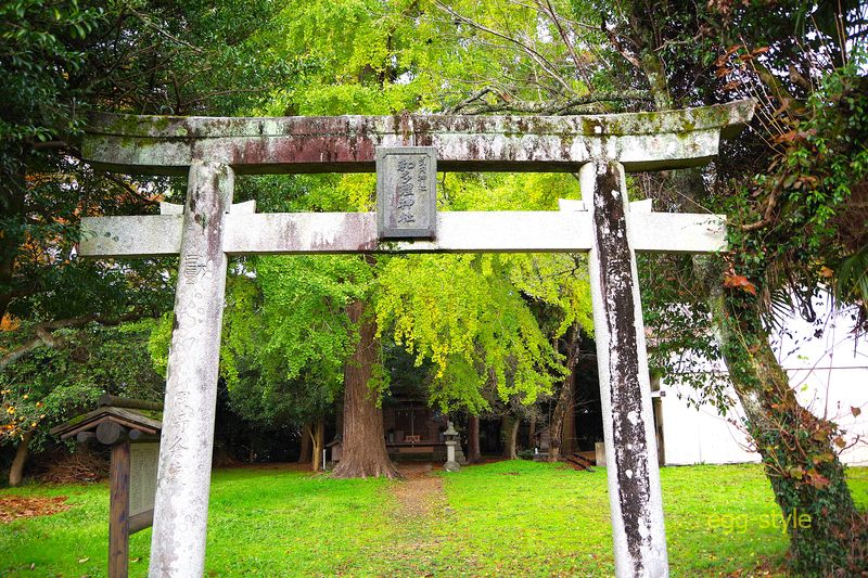 石破首相の在所の和多理神社　ここのいちょうは、もう少しかかりそうだ