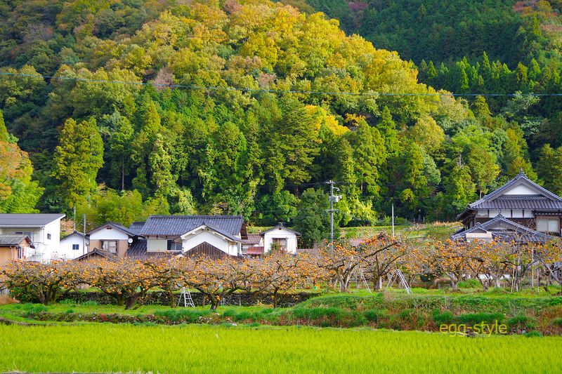 里山の家々の横の田んぼと柿の畑