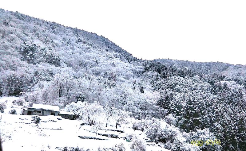 山の木々も雪化粧で、きれいな冬の景観が続きます。