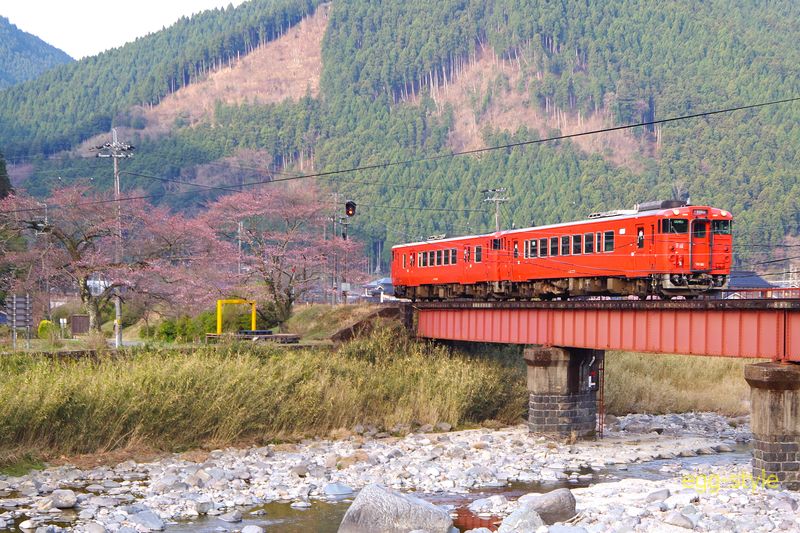 203D キハ41-2005/キハ40-2006 堤の桜が満開ならばきれいな場所