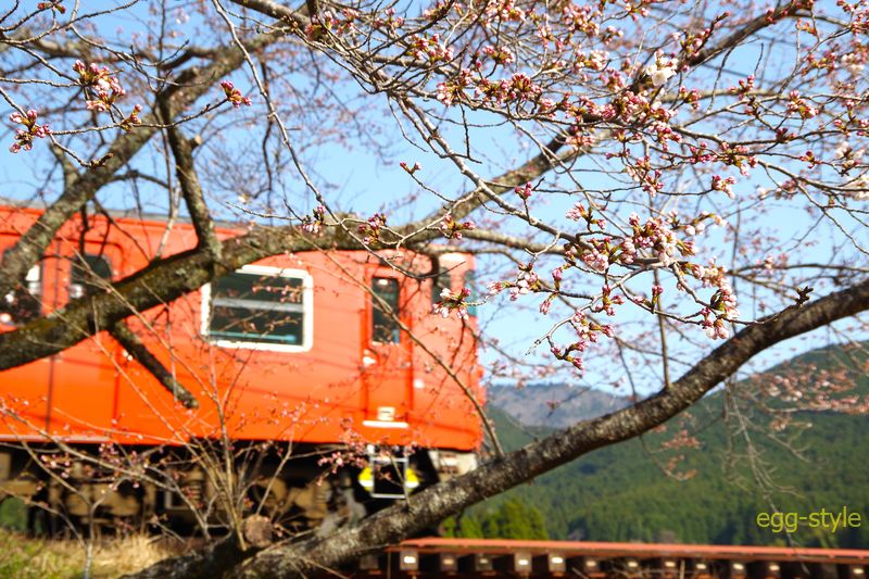227D キハ41-2002 満開になれば列車が見えにくいほどになるのですが……