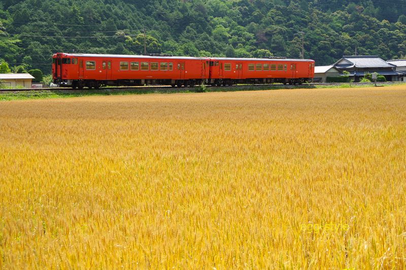 224D キハ41-2002/41-2004 下り223Dの折返し 麦秋がきれいだ