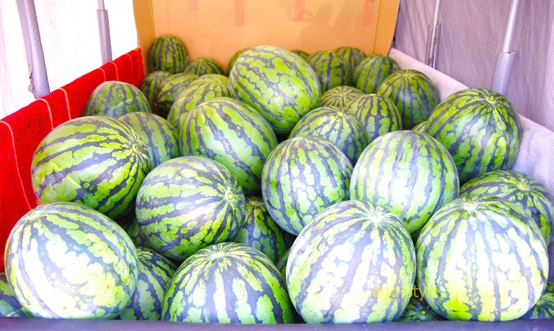 生産者がスイカ畑から軽トラ満載にスイカを積んでくる 凄い!