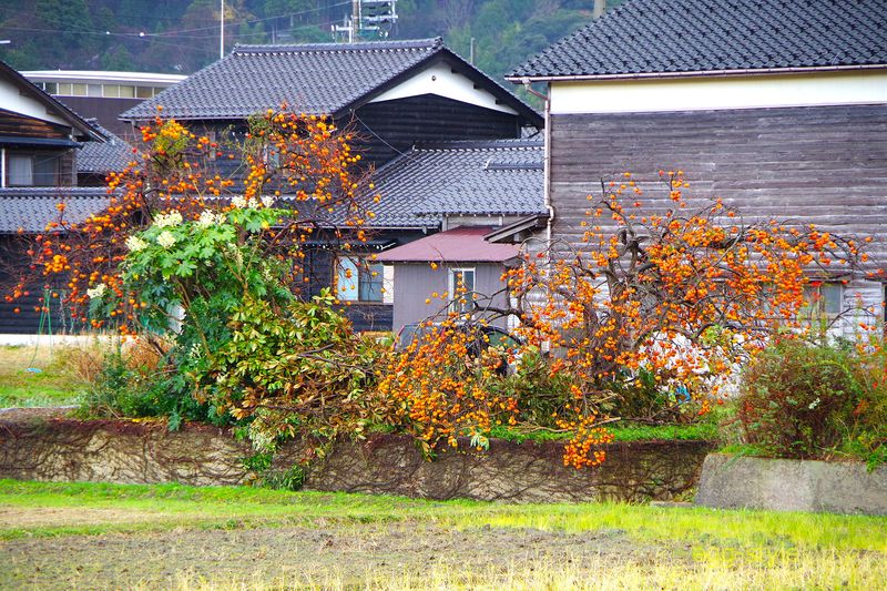 ふと見つけた里山の柿 熊が来ないかな 雪景色ではいい雰囲気