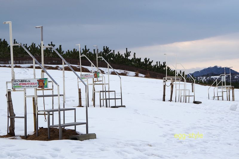 鳥取砂丘名物のらくだ　その乗り場　随分と増えたようで、撮影も有料とか