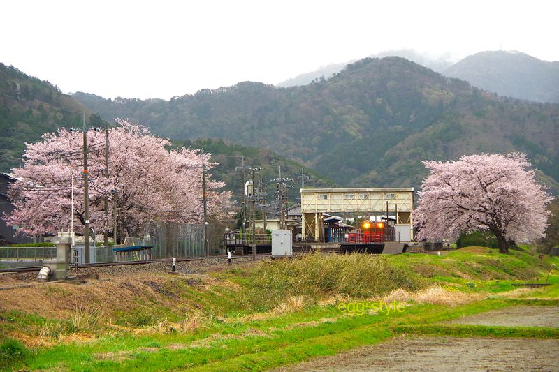 163D キハ47 浜坂行到着 桜はこんなにたくさんあるんです