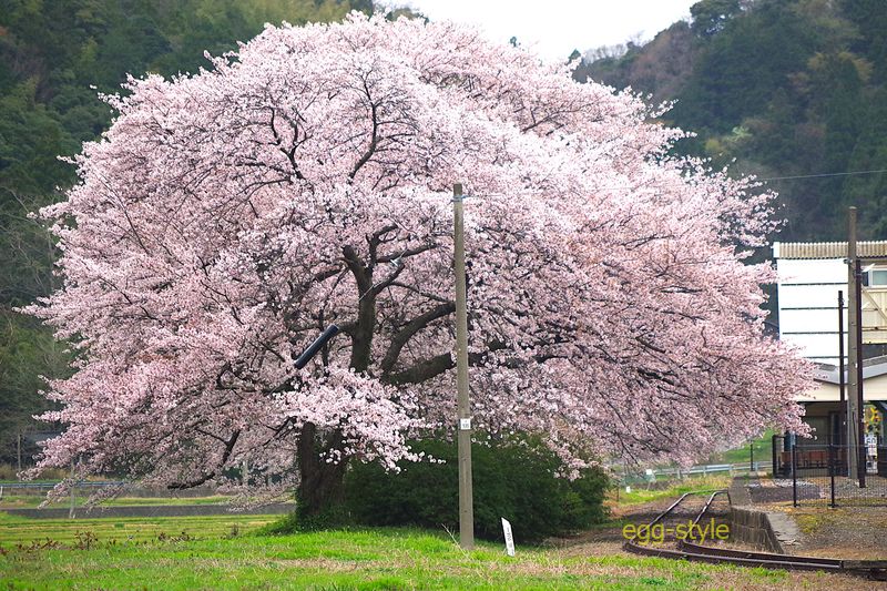桜は、大きく向こうへ4-5本ある立派な構内の桜の木